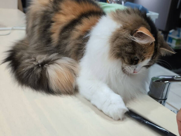 猫ペットシッター