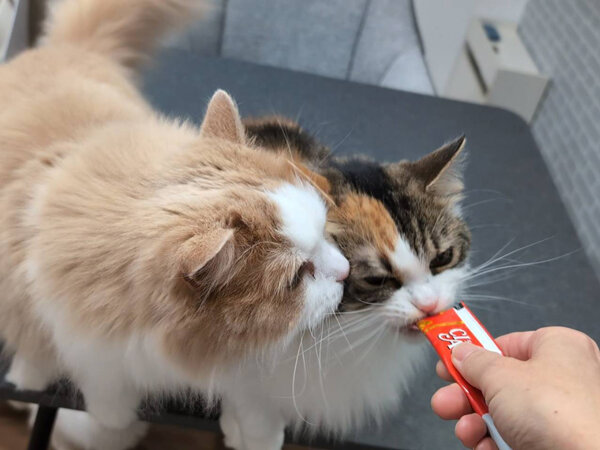 猫ペットシッター