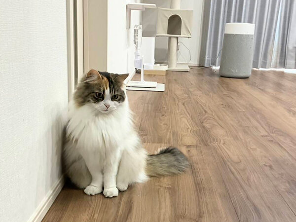 猫ペットシッター