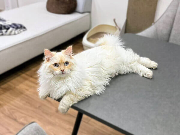 猫ペットシッター