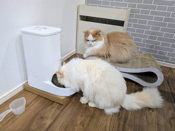 猫ペットシッター