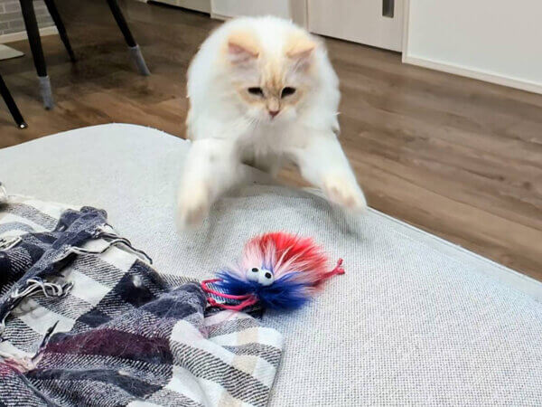 猫ペットシッター