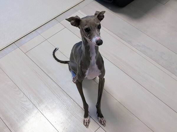 小型犬イタリアングレーハウンドペットシッター