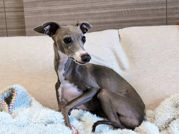 小型犬イタリアングレーハウンドペットシッター