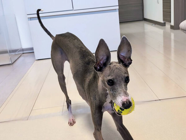 小型犬イタリアングレーハウンドペットシッター