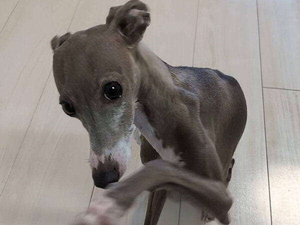 小型犬イタリアングレーハウンドペットシッター