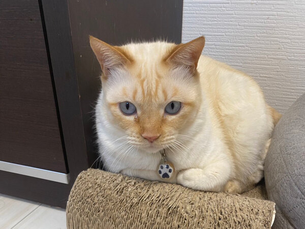 猫ペットシッター