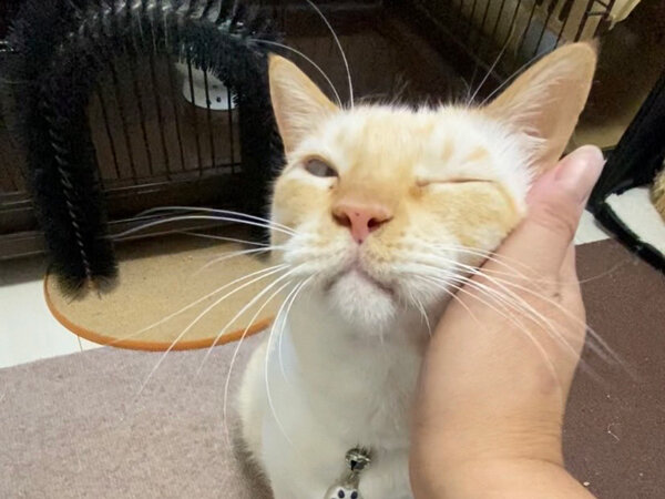 猫ペットシッター