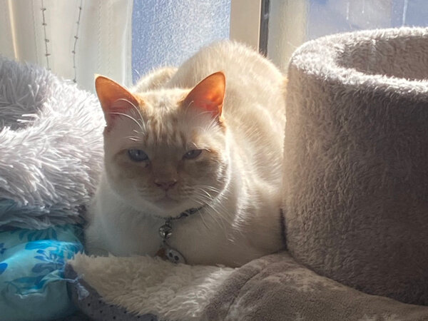 猫ペットシッター