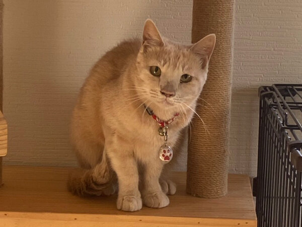 猫ペットシッター