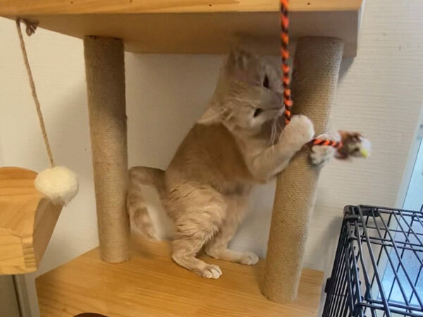 猫ペットシッター