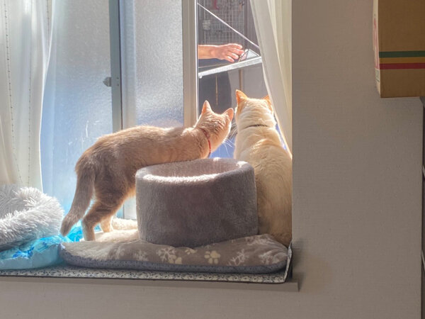 猫ペットシッター