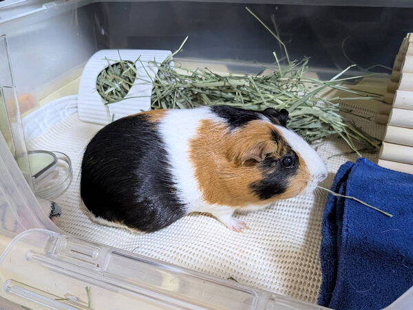 小動物モルモットペットシッター