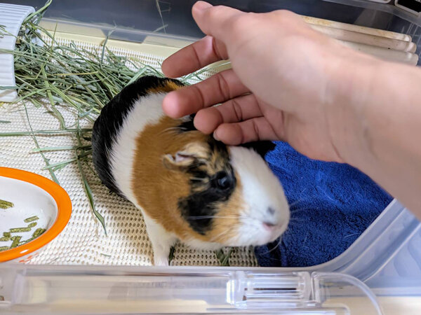 小動物モルモットペットシッター
