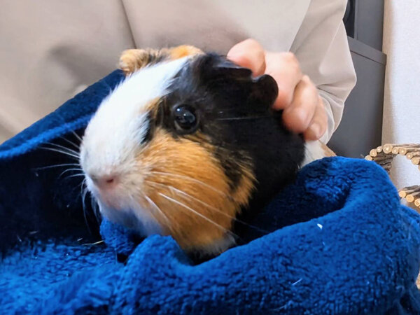 小動物モルモットペットシッター
