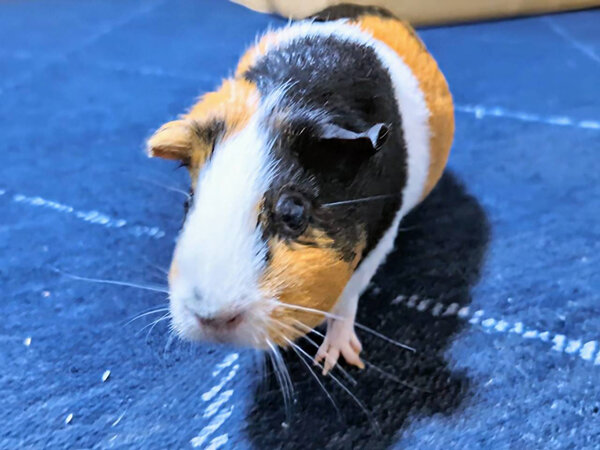 小動物モルモットペットシッター