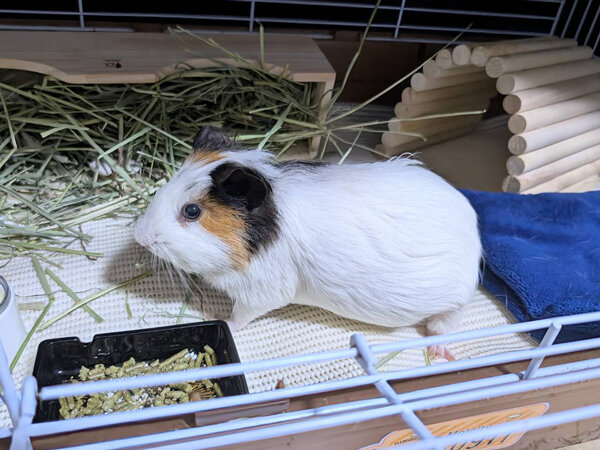 小動物モルモットペットシッター
