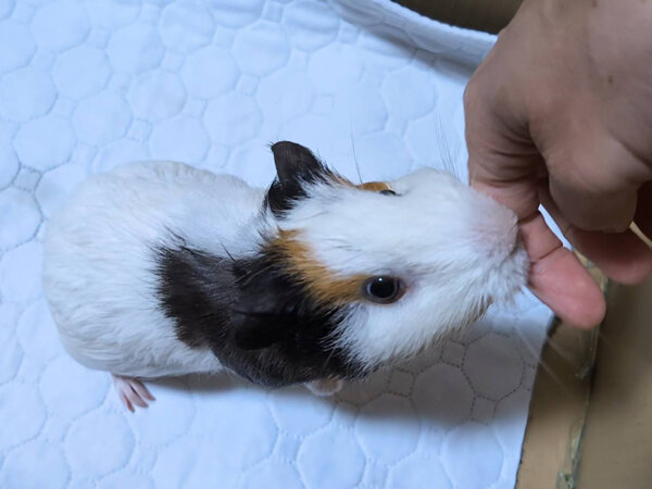 小動物モルモットペットシッター