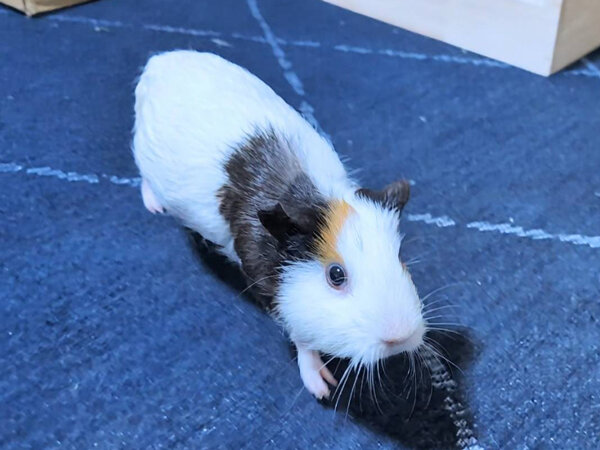 小動物モルモットペットシッター