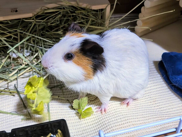 小動物モルモットペットシッター