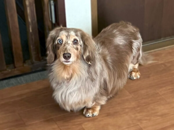 小型犬ミニチュアダックスフンドペットホテル