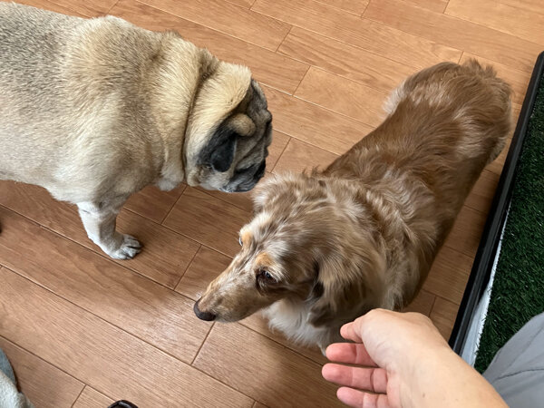 小型犬ミニチュアダックスフンドペットホテル
