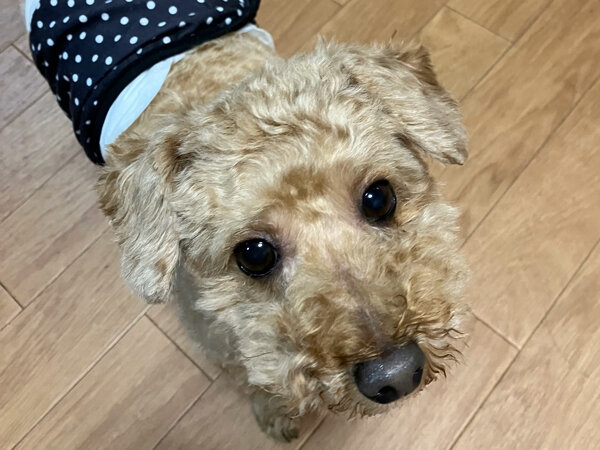 小型犬トイプードルペットホテル