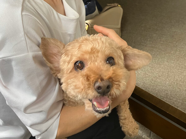 小型犬トイプードルペットホテル