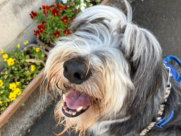 大型犬ビアデッドコリーペットホテル