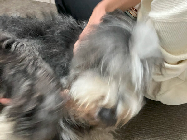 大型犬ビアデッドコリーペットホテル