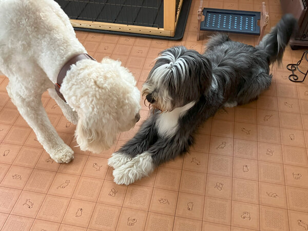 大型犬ビアデッドコリーペットホテル