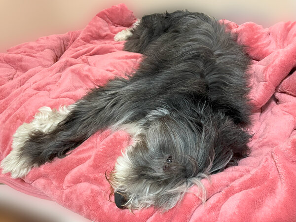 大型犬ビアデッドコリーペットホテル
