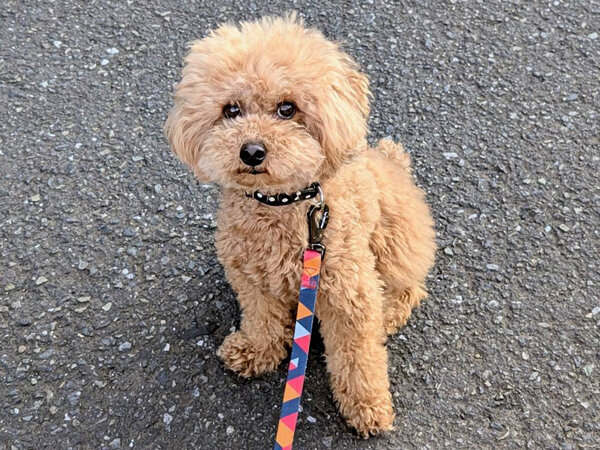 小型犬トイプードルペットシッター