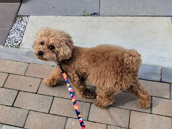 小型犬トイプードルペットシッター
