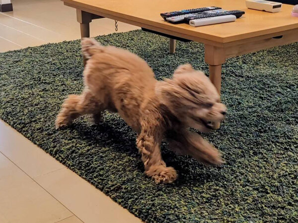 小型犬トイプードルペットシッター