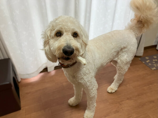 大型犬ゴールデンドゥードルペットホテル