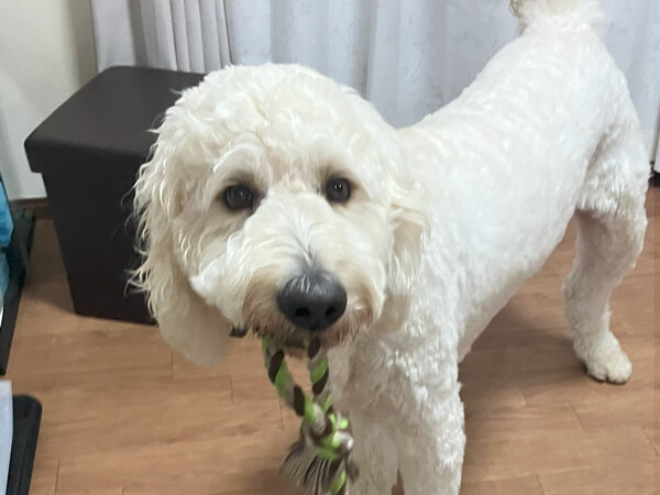 大型犬ゴールデンドゥードルペットホテル