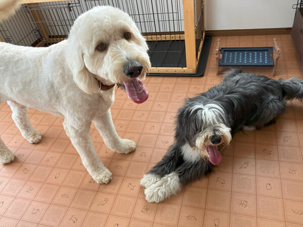 大型犬ゴールデンドゥードルペットホテル