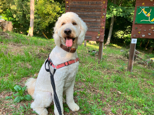 大型犬ゴールデンドゥードルペットホテル