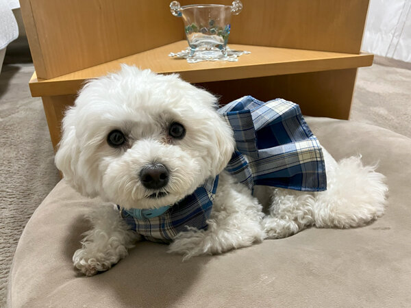 小型犬マルチーズ×トイプードルペットシッター