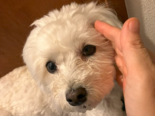小型犬マルチーズ×トイプードルペットシッター
