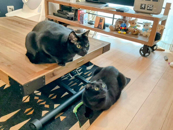 黒猫ペットシッター