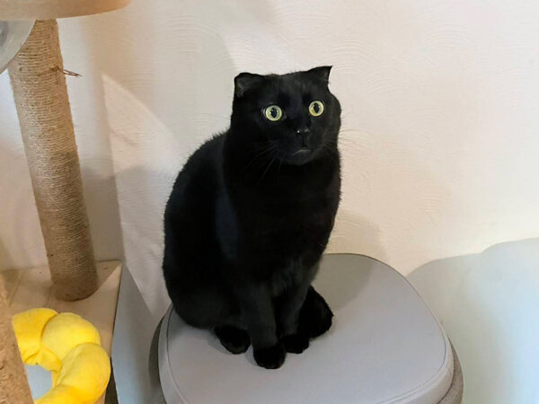 黒猫ペットシッター