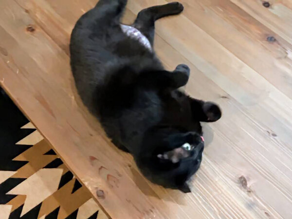 黒猫ペットシッター