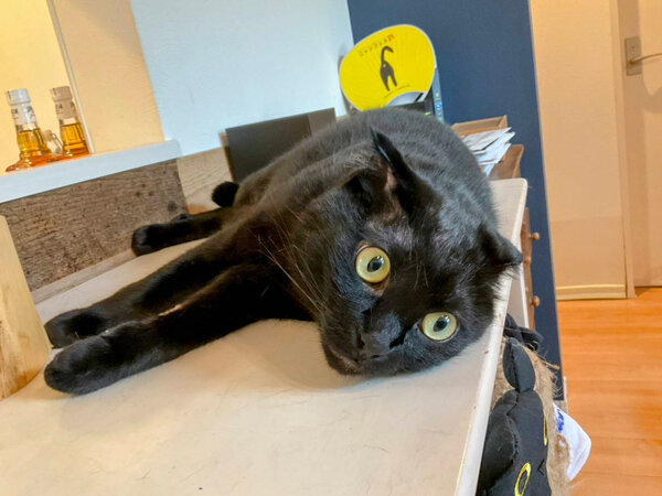 黒猫ペットシッター