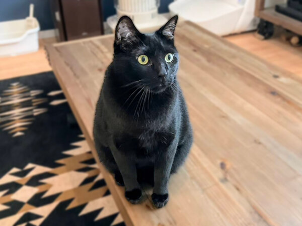 黒猫ペットシッター