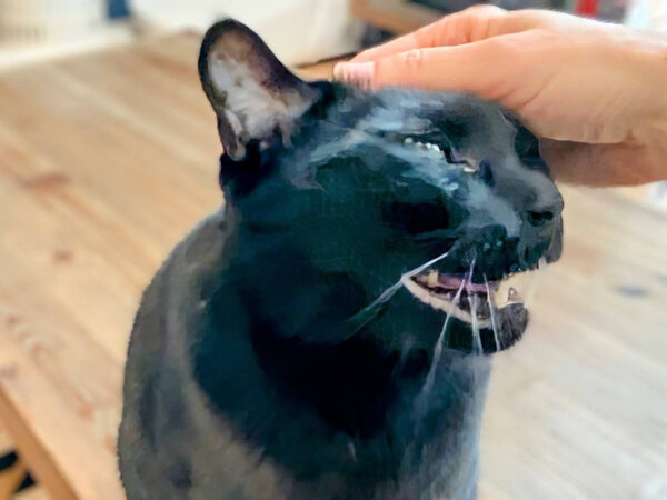 黒猫ペットシッター