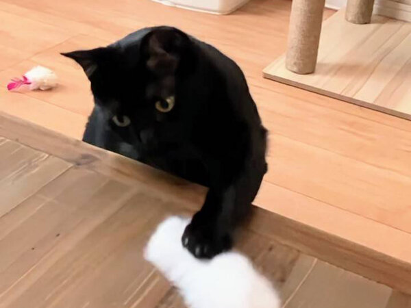 黒猫ペットシッター
