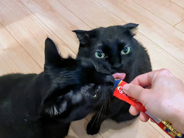 黒猫ペットシッター