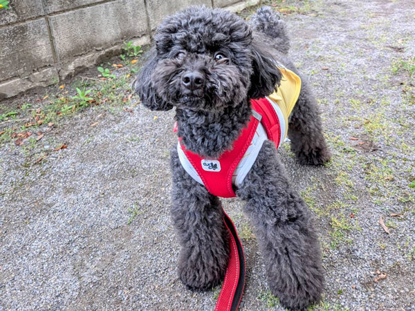小型犬トイプードルペットシッター